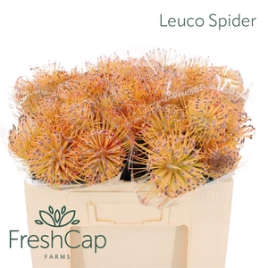 Leuco Spider