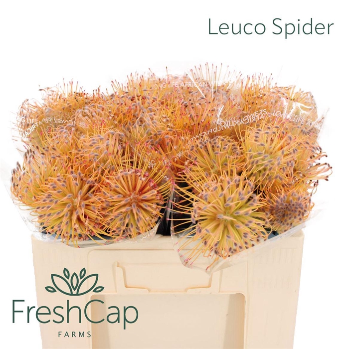 <h4>Leuco Spider</h4>