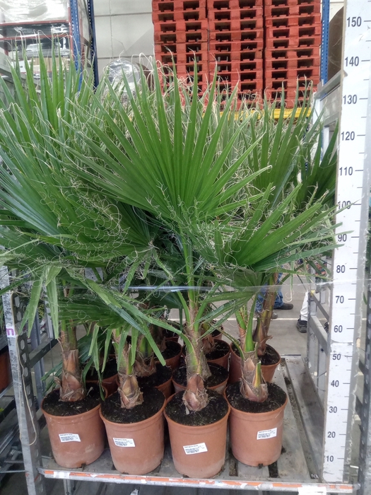 <h4>Washingtonia robusta</h4>