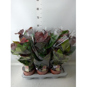 Anthurium andr. 'Essencia'