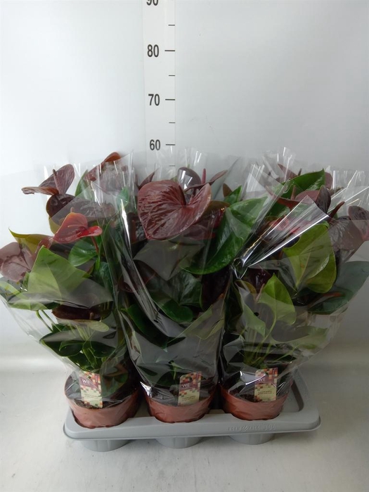 <h4>Anthurium andr. 'Essencia'</h4>