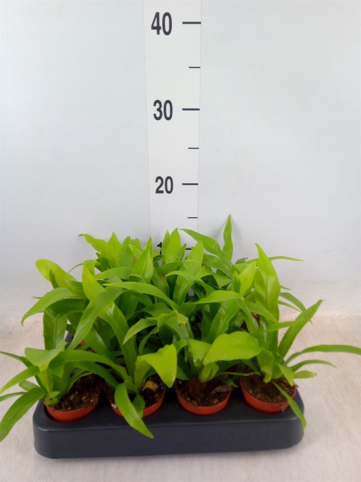 <h4>Asplenium antiquum</h4>