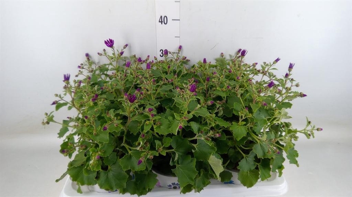 <h4>Pericallis cr. 'Senetti Magenta'</h4>