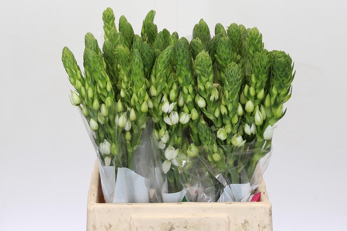 Ornithogalum thyrsoides Milky Way