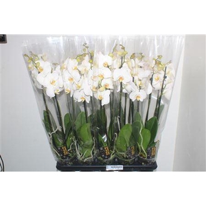 Phal Ov Wit 3 Branches 20+
