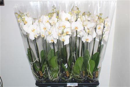 <h4>Phal Ov Wit 3 Branches 20+</h4>