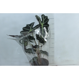 ALOCASIA POLLY P17