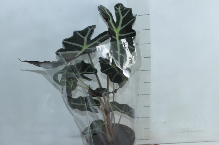 <h4>ALOCASIA POLLY P17</h4>