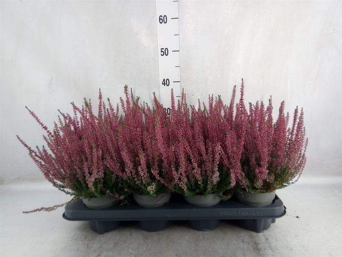 <h4>Calluna vulg. 'Garden G Athene'</h4>