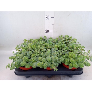 Sedum sieboldii 'Mediovariegatum'