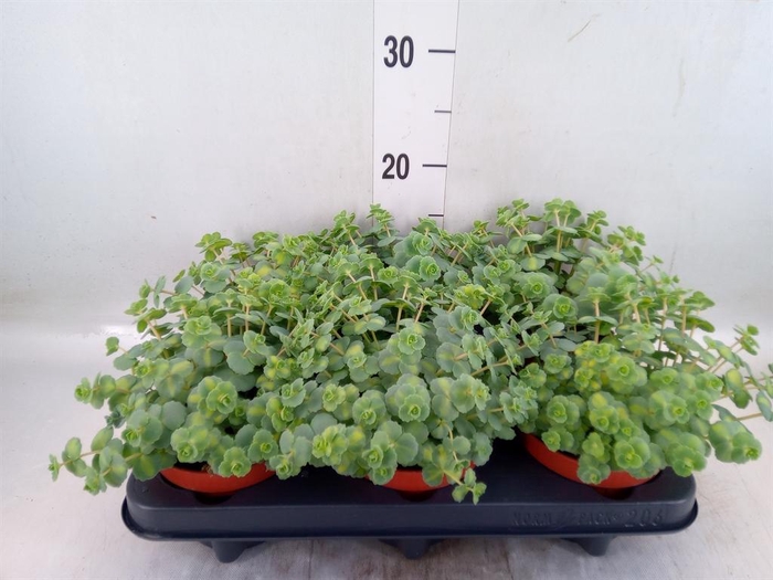 <h4>Sedum sieboldii 'Mediovariegatum'</h4>