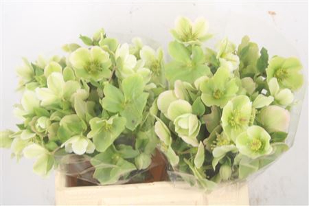 <h4>Helleborus Molly White</h4>