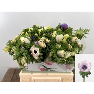 ANEM CO GALIL PASTEL