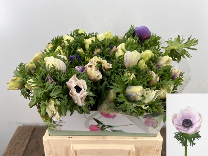 <h4>ANEM CO GALIL PASTEL</h4>