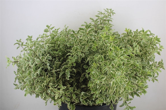 <h4>Pitto Nigra 150gr P Bunch</h4>