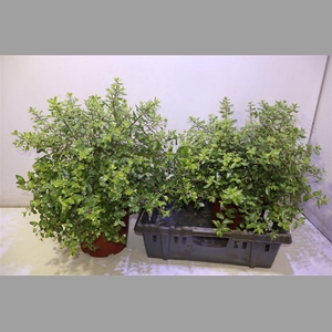 Kuippl Pittosporum Midget