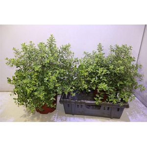 Kuippl Pittosporum Midget