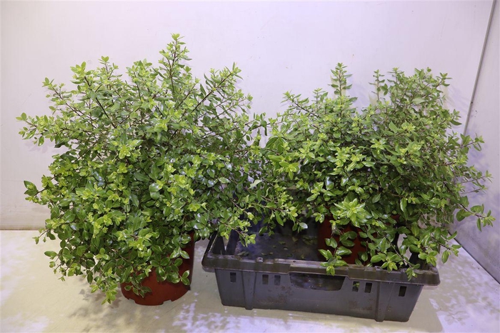 <h4>Kuippl Pittosporum Midget</h4>
