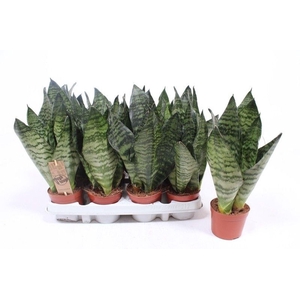 Sansevieria zeylanica