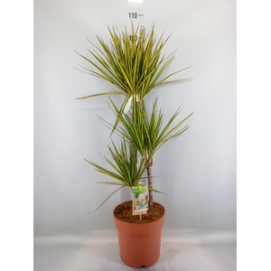 Dracaena marg. 'Sunray'