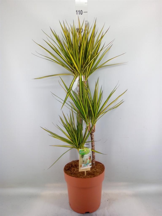 <h4>Dracaena marg. 'Sunray'</h4>