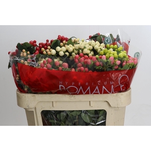 Hypericum Rainbow Romance Spray