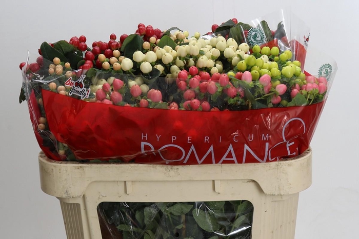 <h4>Hypericum Rainbow Romance Spray</h4>