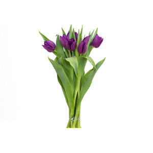 TULIPA ROXO