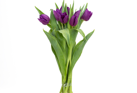 TULIPA ROXO