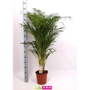 Areca P24 L120