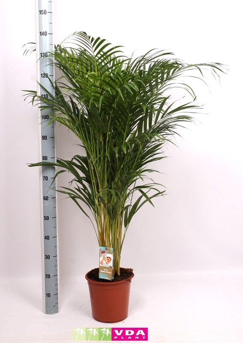 <h4>Areca P24 L120</h4>