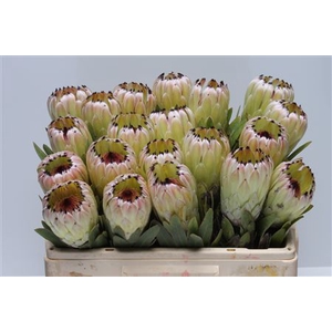 Protea Rupy White