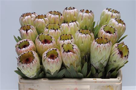 <h4>Protea Rupy White</h4>