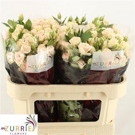 <h4>R Tr Sulawesi!</h4>