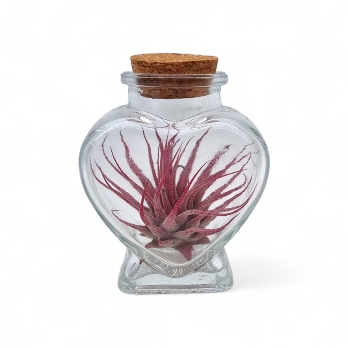 <h4>ARR TILLANDSIA</h4>