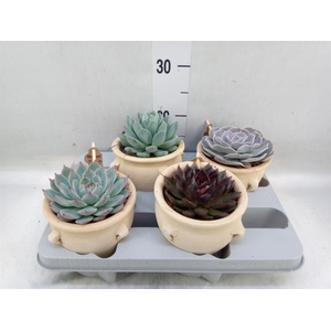 Echeveria   ...mix