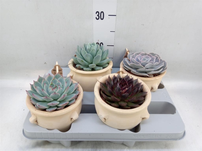 <h4>Echeveria   ...mix</h4>