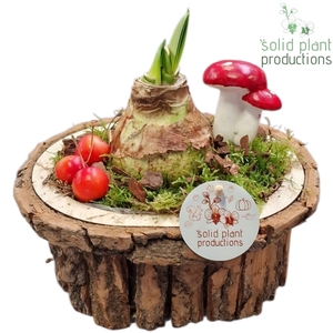 BOSA002 Amaryllis Bark O Small Brown