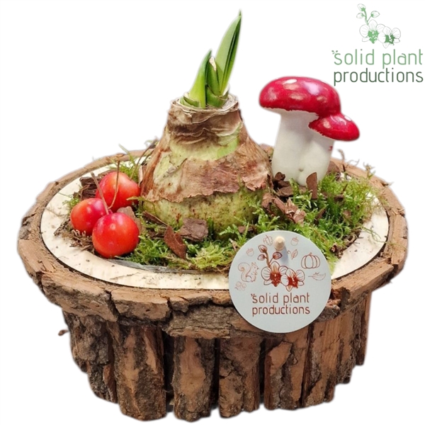<h4>BOSA002 Amaryllis Bark O Small Brown</h4>