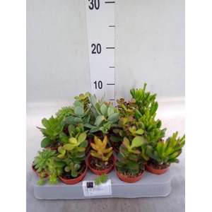 Crassula   ...mix