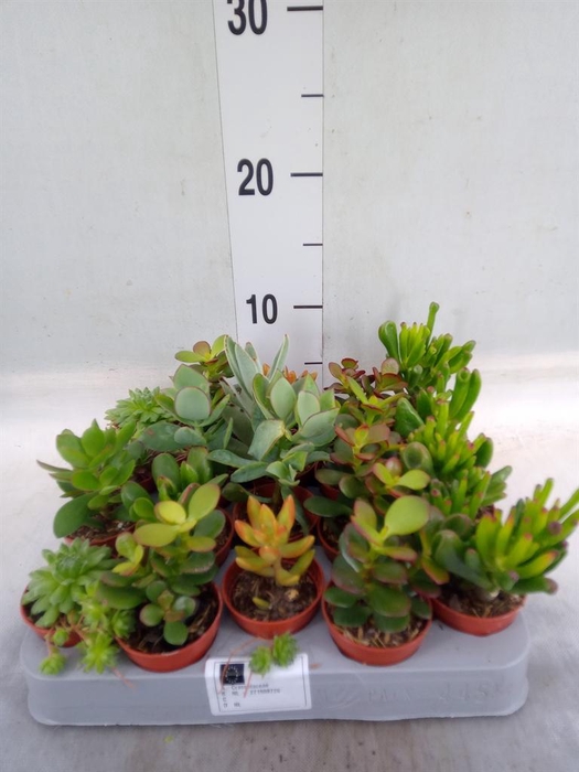 <h4>Crassula   ...mix</h4>