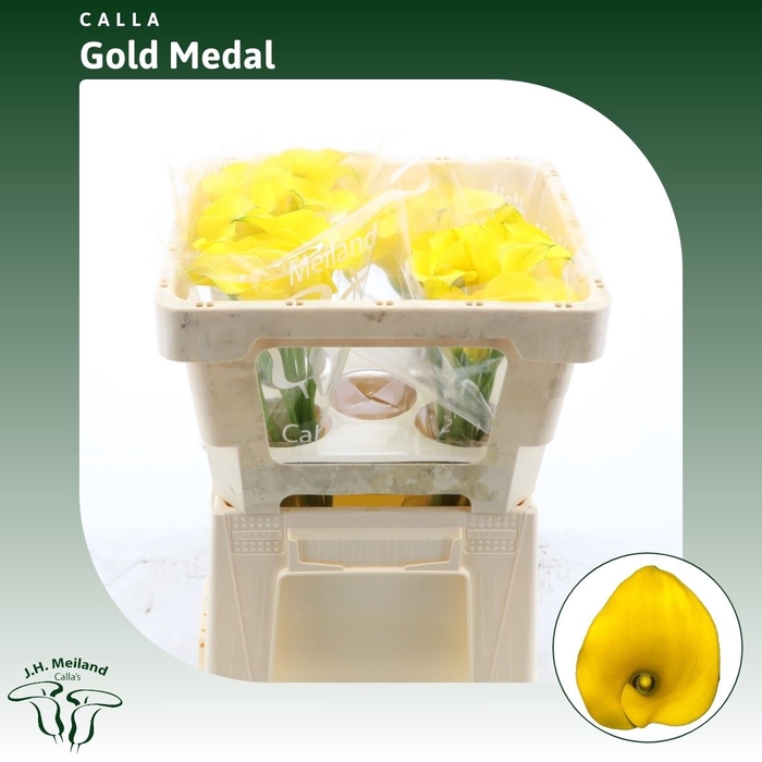 <h4>Calla Gold Medal</h4>