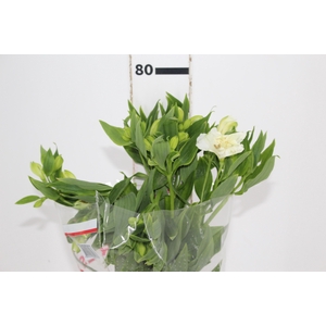 ALSTROEMERIA MISTRAL 080 CM