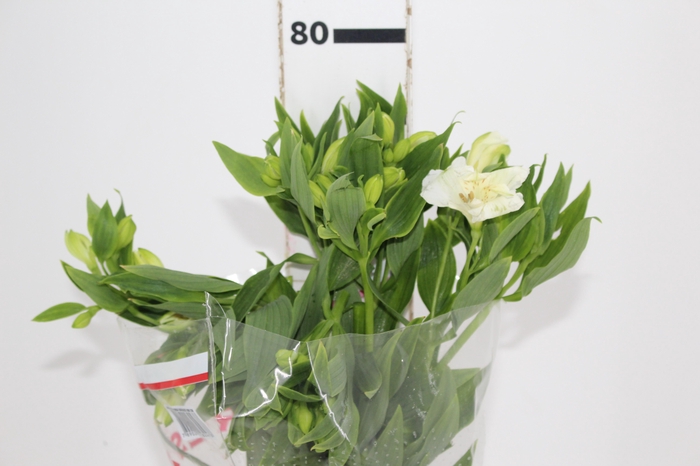 <h4>ALSTROEMERIA MISTRAL 080 CM</h4>