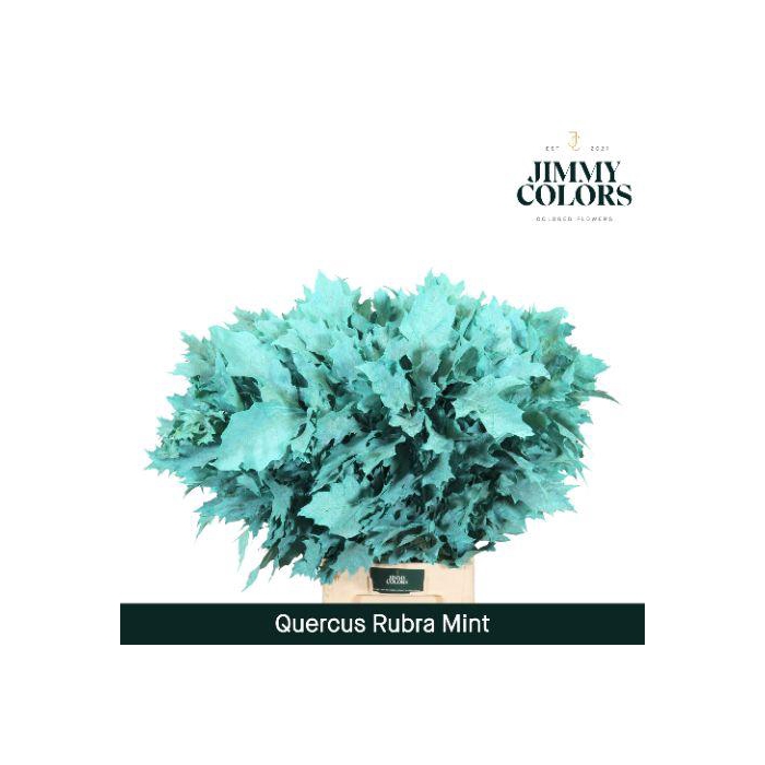 <h4>Quercus Rubra L80 Mint</h4>
