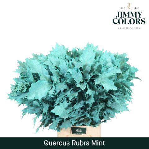 <h4>Quercus Rubra L80 Mint</h4>