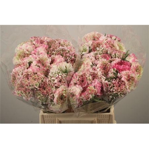 Ran Pon-pon Fantastico