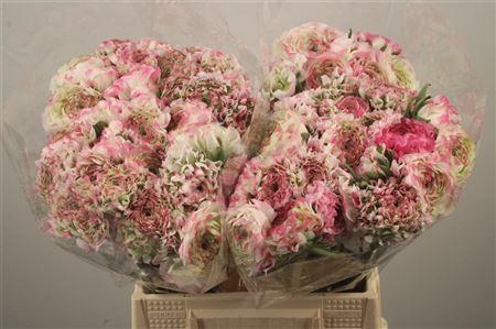 <h4>Ran Pon-pon Fantastico</h4>