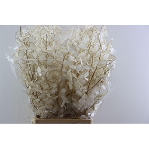 Dried Lunaria Bleached Bunch