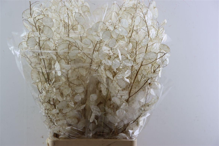 <h4>Dried Lunaria Bleached Bunch</h4>